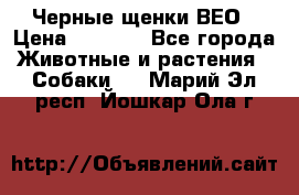 Черные щенки ВЕО › Цена ­ 5 000 - Все города Животные и растения » Собаки   . Марий Эл респ.,Йошкар-Ола г.